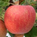 예슬이네 이미지