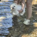 담꾹아산 | 천안계곡 반려동물가능 아산계곡 강당골계곡 평상대여 후기