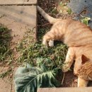 달봉이민박 이미지