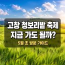 모양성숯불구이 | 고창 청보리밭 축제 지금 가도 될까? 5월 초 방문 가이드