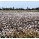 목화밭 이미지