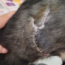 도담동물병원 | [홍천 동물병원] 고양이 외상 치료 후기 - 도담동물의료센터