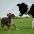 에덴퍼피 이미지