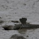 호동맛집가든 이미지