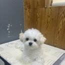 도도그루밍 이미지