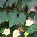 하늘타리 이미지