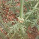 형제사슴목장 이미지