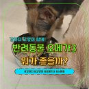 애완강아지 | 스푼풀 애완동물오메가3 강아지 고양이 함께 급여해본 후기