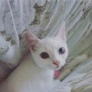 곽만근갈비탕(평내점) | florist daily, 꽃과 고양이 그리고 일상3 + 언프리티 랩스타3 파이널 방청후기