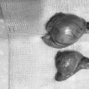 만수동물병원 이미지