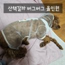 산책갈까? | 강아지 산책 진드기방지 산책갈까 버그버그 올인원 내돈내산 후기