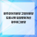 광주강아지분양 고양이분양 도로시펫 | 광주강아지분양 고양이분양 도로시펫 입양문화 개선에 앞장서는 광주퍼그분양