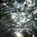 하례학림로 이미지