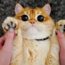 장화신은고양이 이미지