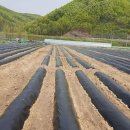 흙진주포도체험마을 이미지