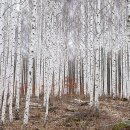 자작나무 조형물 이미지