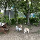 그늘막75 | [김포 애견카페] 서울 근교 나들이 추천! 도그캠프 공항점 솔직방문후기!