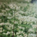 김정수할머니메밀국수보쌈 이미지