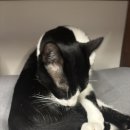 그루밍차차 이미지