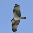 호곡리의 물수리(Osprey) 이미지