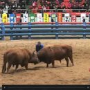 Bulls Butt Heads in Annual Korean Spring Ritual 이미지