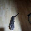 까치산로4길 Daum카페