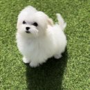 멜로우 그루밍 이미지