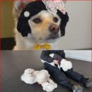 부신농장 이미지