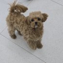 마이미미 반려견미용실 이미지