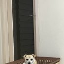 단아하개 이미지