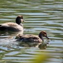 한강오리 이미지