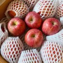 정농장 | 정담아농원 부사사과로 만든 사과레몬청 레시피, 사과효능