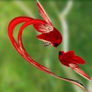 아름다운 그님 이미지