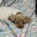 수원-0221 | 강아지가 꽃을 먹어도 되나요