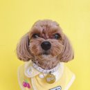 코기절미 이미지