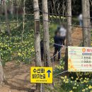 서산떡집 | 서산 가볼만한곳 유기방가옥 수선화축제 (+4/12 개화상태)