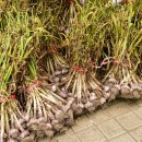 간성시장 이미지