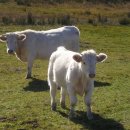 송아지집 이미지