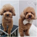 뽀송뽀송 강아지 미용실 이미지