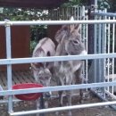 금문농장2 이미지