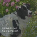 [반려견 의류] 강아지 드레스 내돈내산 중대형견 옷 추천 - 감성의류 토들리 팅커벨 드레스 후기