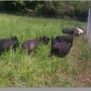 정영호농장 이미지