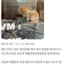 윤은채 재활 한방 동물병원 이미지