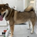 림앤도기살롱 이미지