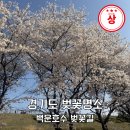 의왕교통 노동조합 | 의왕 백운호수 벚꽃 경기도 벚꽃 명소 추천 주차 실시간 후기
