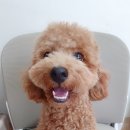 코코다오