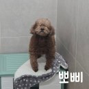 동글동글 Daum카페