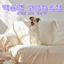 떡슐랭고양
