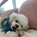 소르베 펫살롱 이미지