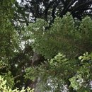 [야쿠시마]태고의 섬 삼나무 숲..(1) 이미지